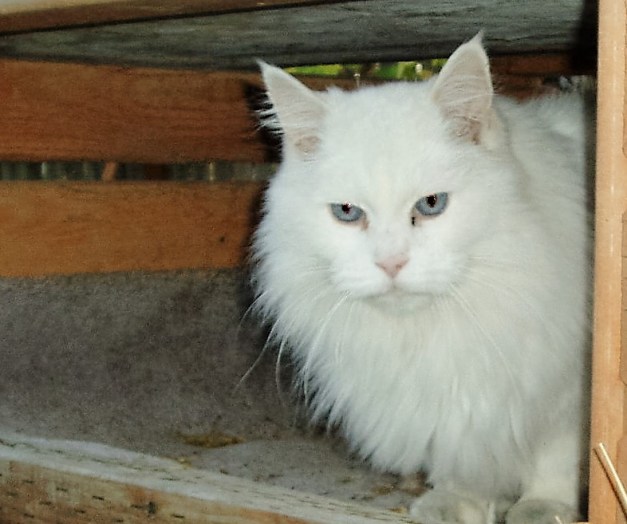 OLYMPUS DIGITAL CAMERA