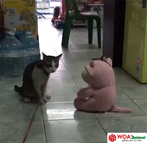 195 Woa Animal- Cat Body Slams Pig Toy